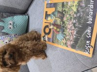 Teacup poodle kızımız