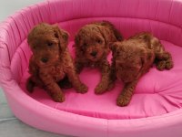 Redbrown toy poodle yavrularımızı canlı görün