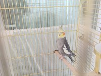 Jumbo Orijinal Damızlık 2 Yaşında Sultan Papağanı