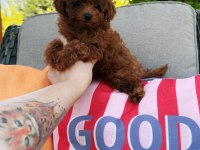 Ankaranın en güzel kore toy poodle yavruları