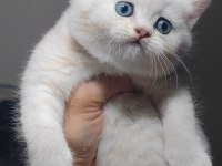 British shorthair kedimiz