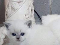 British shorthair bebek kedimiz