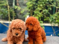 Red brown Toy Poodle yavrularımız