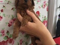 Irk Ve Sağlık Garantili Toy Poodle