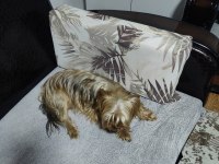 58 günlük 3 erkek yorkshire terrier yavrularımız