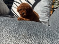 Orijinal safkan toy poodle yavrularımız