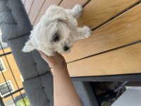 Maltese terrier 2 aylık