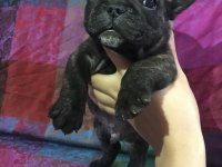 Orjinal a kalite french bulldog