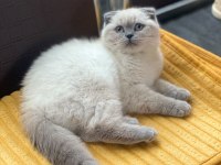 Kalbinizi Çalmaya Hazır Mavi Gözlü Bir Scottish Fold