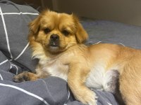 Pekinez köpeğim