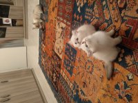 Mükemmel british longhair yavrular