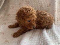 Toy poodle yavru