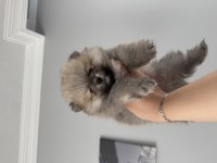 Pomeranian boo