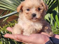Kore Maltipoo Yavrular