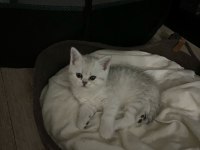 Harika british shorthair yavrularımız yeni yuvasını bekliyor
