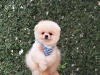 Ayıcık Surat Pomeranian Boo Bebekler