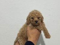 2 dişi ve 1 erkek toy poodle yavrularımız