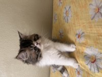 Tamamen ücretsiz kedimiz için ulaşın