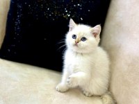 A KALİTE SAFKAN BRİTİSH SHORTHAİR GOLDENPOİNT DİŞİ