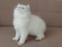 British Longhair Erkek