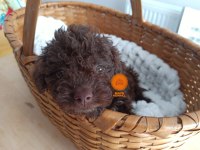 Şecereli Lagotto romagnolo