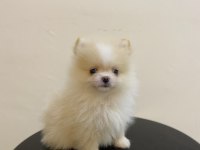 Erkek Dişi Pomeranian Yavrular