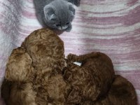 Top poodle köpeği