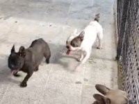 Çok Uygun Şartlarda 3 Yaş Fransız Bulldog