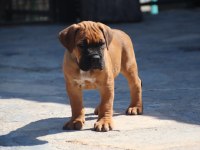 FCI-KIF SECERELİ SAFKAN CANE CORSO YAVRULAR (FAWN)