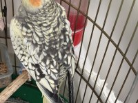 Sultan papağanı 3 aylık kuşumuz