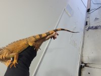 Kırmızı iguana çipli