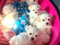 A Kalite maltese bebeklerimiz