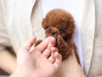 Özenle yetiştirilmiş safkan teacup poodle yavrular
