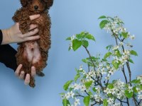 KOYU RENK TOY POODLE YAVRULARI