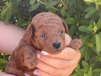 İZMİR BORNOVA TOY POODLE