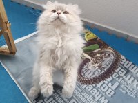 EŞLEME/SAHİPLENME, ORİJİNAL, SAF IRK BİR BABA KEDİMİZ