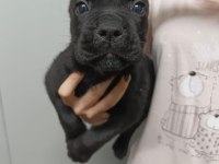 Cane corso yavrular ırk garantili