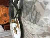 Sultan papağanımız için ciddi alıcı ile görüşülür