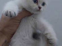 Safkan british shorthair