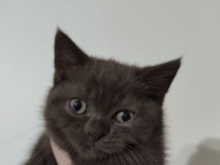 British Shorthair Yavru Erkek