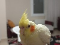 Evcıl 2 buçuk aylık sultan papağanı