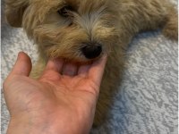 MİNİK MALTİPOO YAVRULARI