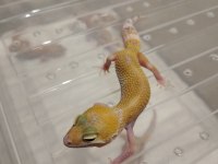 Leopar gecko