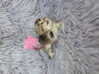 Ayı surat prenses kedim yeni ailesini arıyor