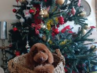 SÖMESTR TATİLİNDE ÖMÜRLÜK TÜYLÜ DOST POODLE