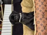 HARİ SİYAH PUG MOPS YAVRULARIMIZ