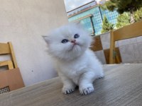 British longhair ny33 girl