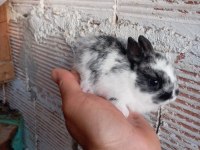 Cüce tavşan yavruları