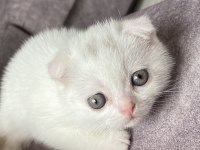 Scottish Fold Kediler