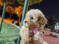 AKILLI BİR KIZ ÇOCUĞU POODLE